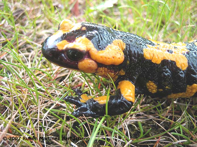 Salamandra salamandra bejarae